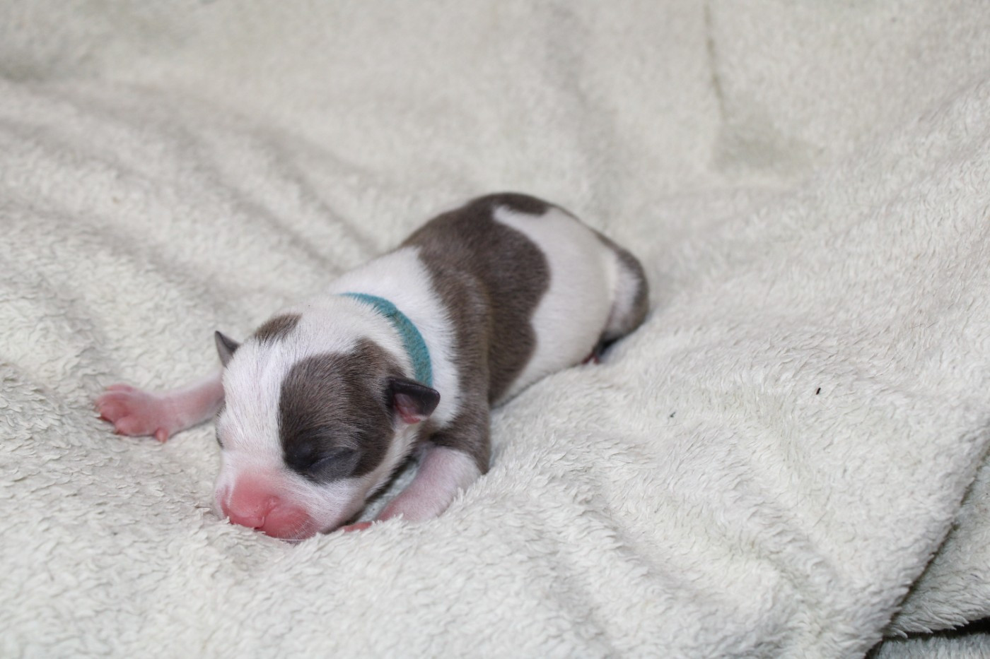Psycho Extreme Dog - Chiots disponibles - American Staffordshire Terrier