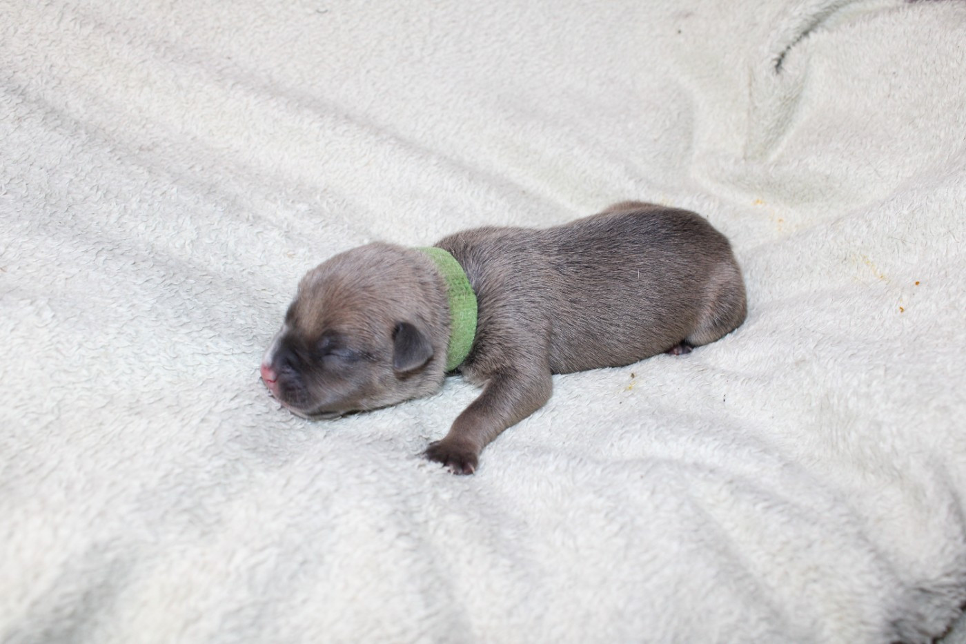 Psycho Extreme Dog - Chiots disponibles - American Staffordshire Terrier