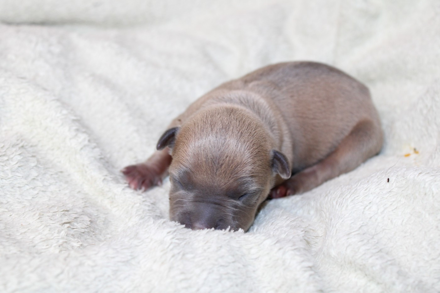 Psycho Extreme Dog - Chiots disponibles - American Staffordshire Terrier