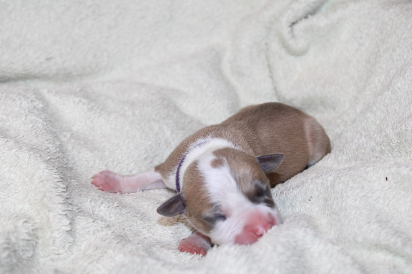 Psycho Extreme Dog - Chiots disponibles - American Staffordshire Terrier