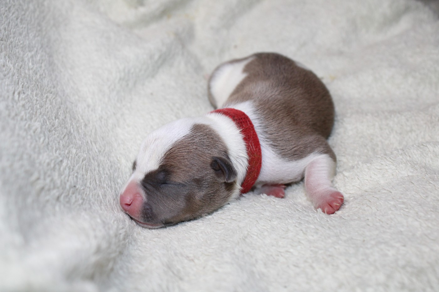 Psycho Extreme Dog - Chiots disponibles - American Staffordshire Terrier