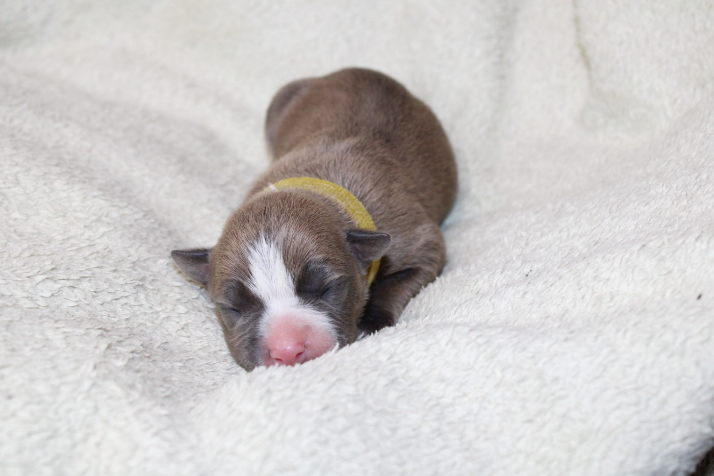 Psycho Extreme Dog - Chiots disponibles - American Staffordshire Terrier