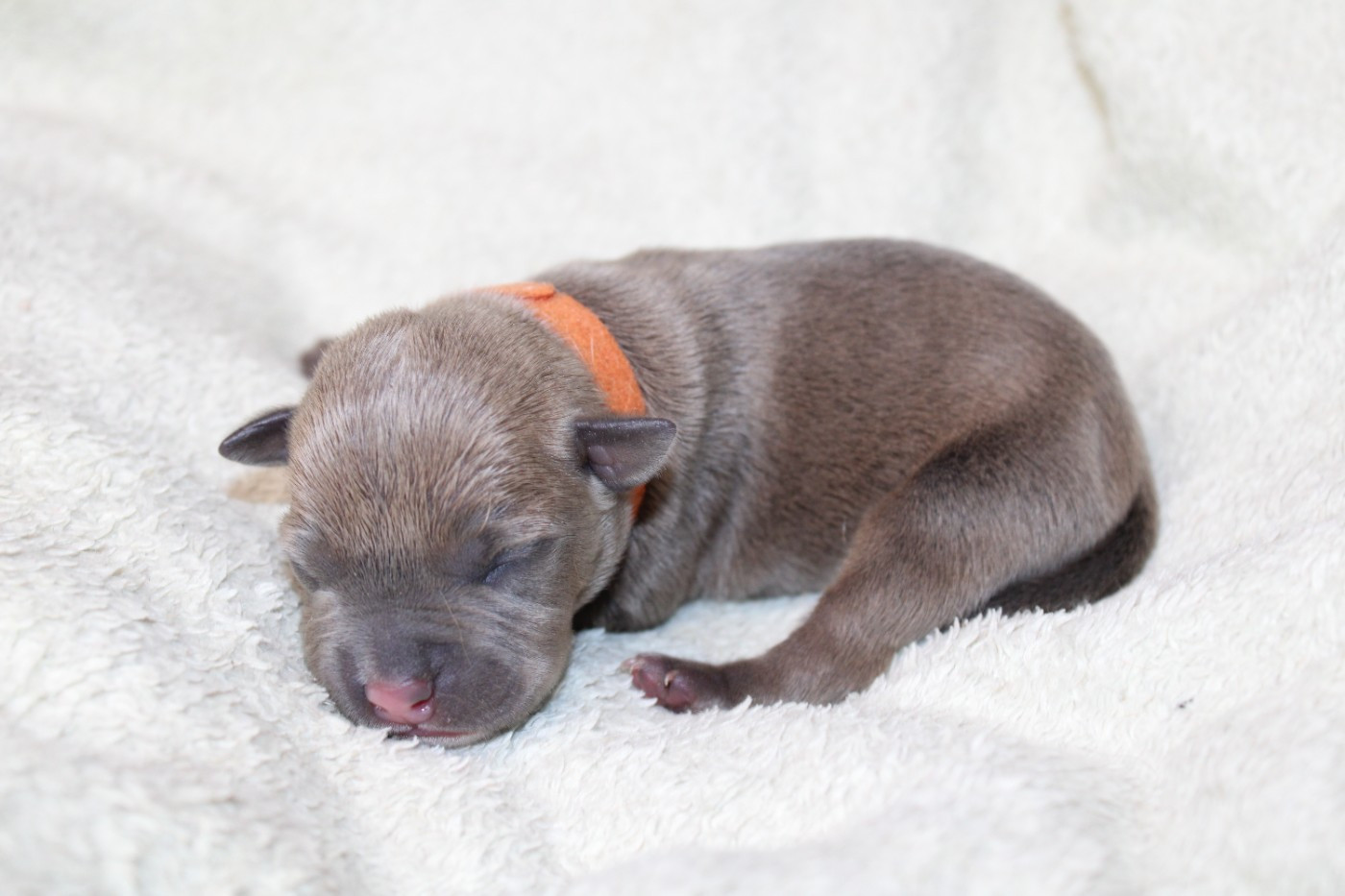 Psycho Extreme Dog - Chiots disponibles - American Staffordshire Terrier