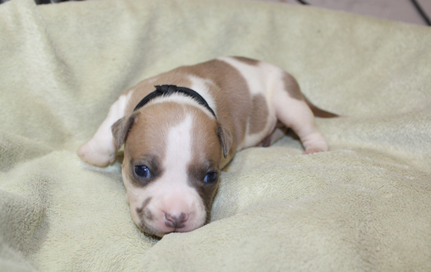 Psycho Extreme Dog - Chiots disponibles - American Staffordshire Terrier