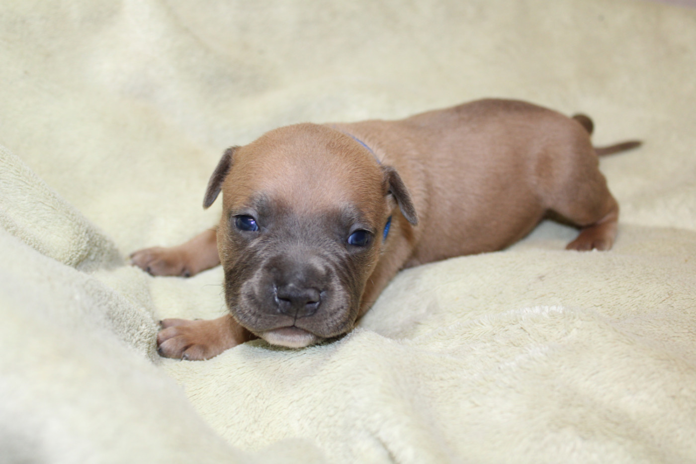 Psycho Extreme Dog - Chiots disponibles - American Staffordshire Terrier