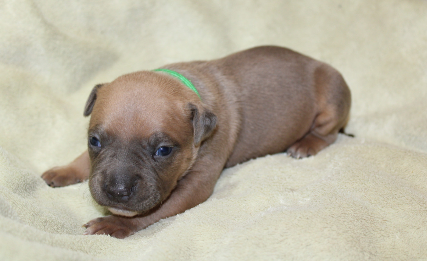 Psycho Extreme Dog - Chiots disponibles - American Staffordshire Terrier