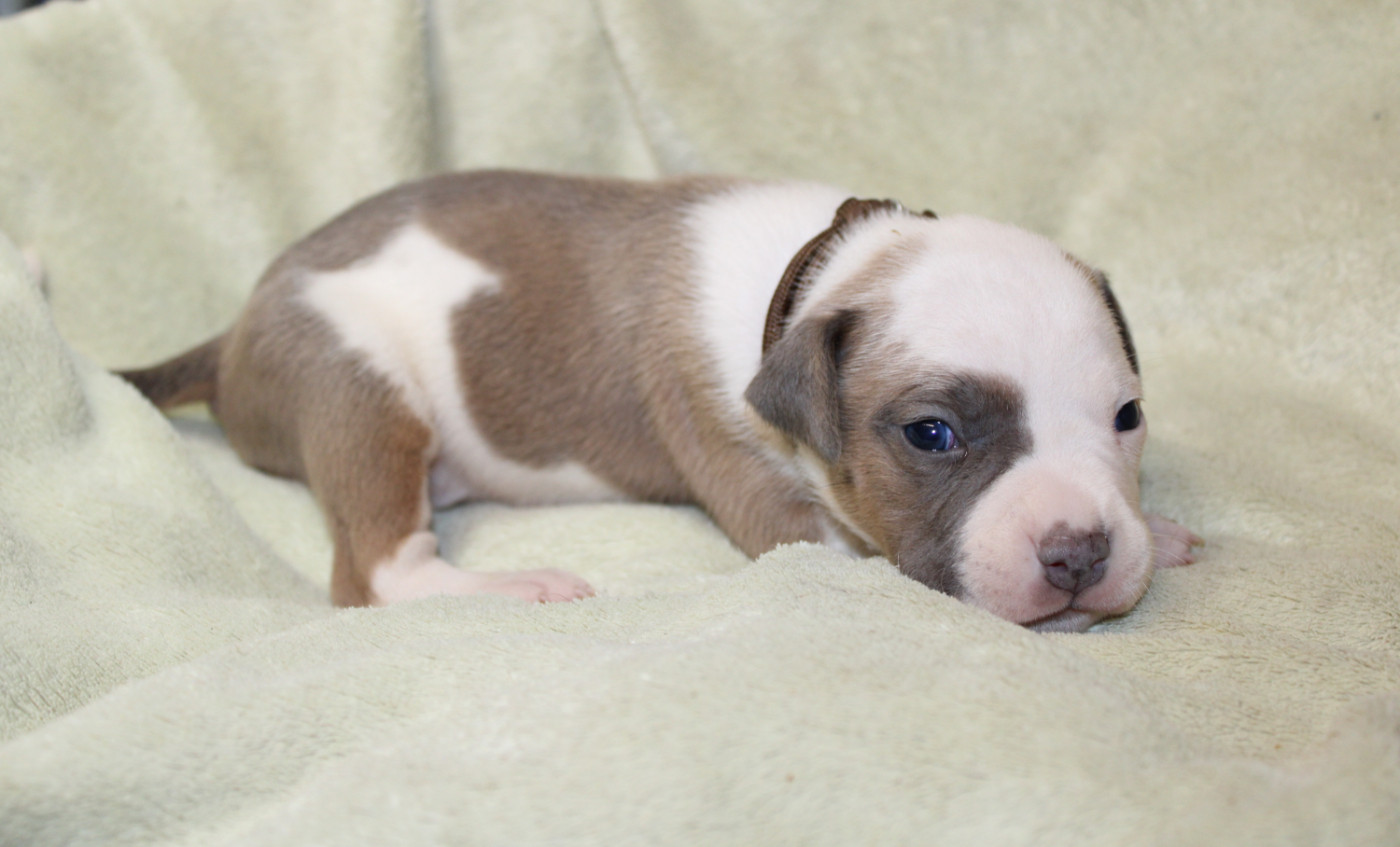 Psycho Extreme Dog - Chiots disponibles - American Staffordshire Terrier
