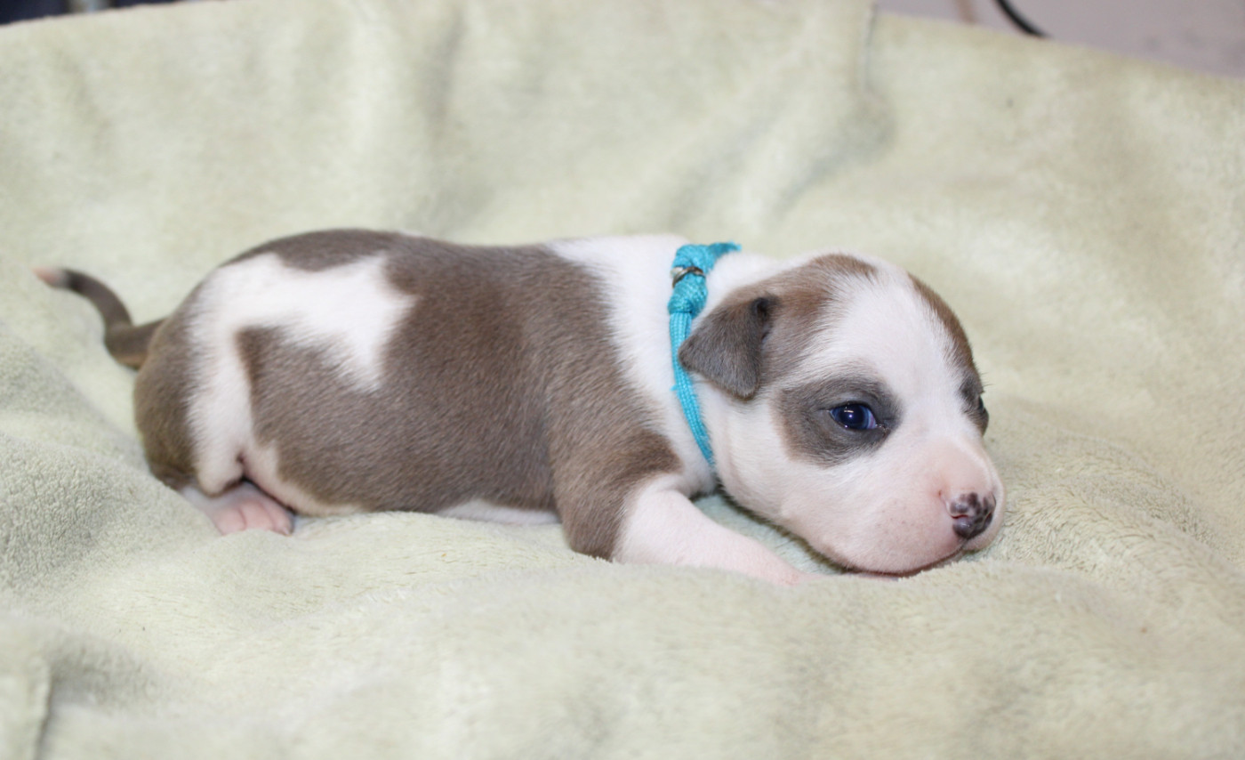 Psycho Extreme Dog - Chiots disponibles - American Staffordshire Terrier