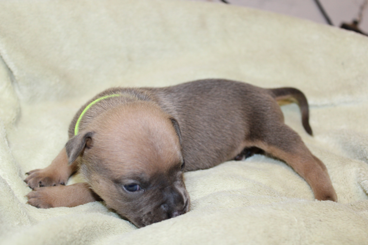 Psycho Extreme Dog - Chiots disponibles - American Staffordshire Terrier