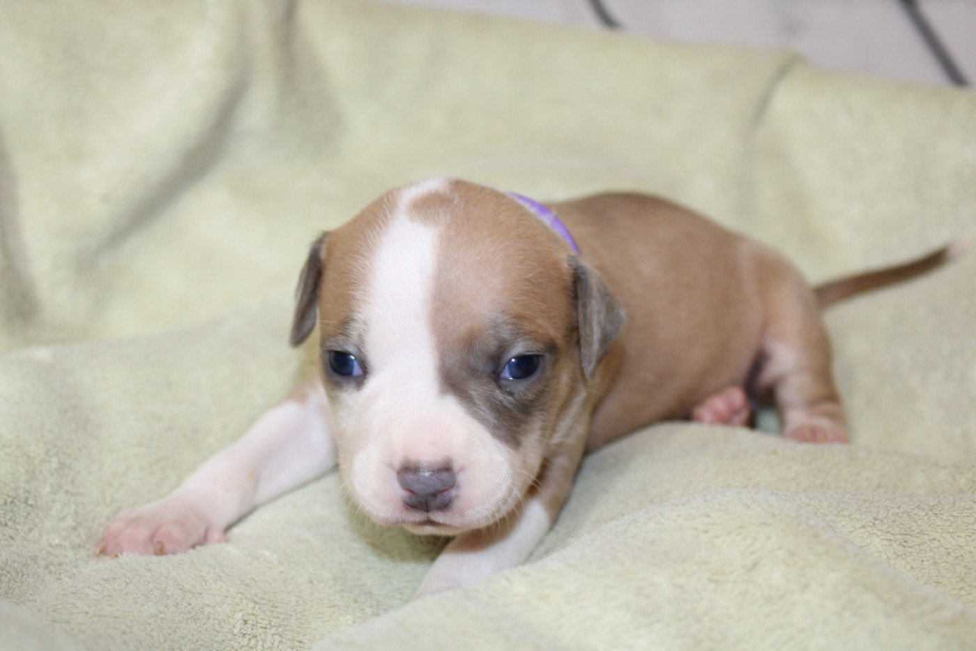 Psycho Extreme Dog - Chiots disponibles - American Staffordshire Terrier