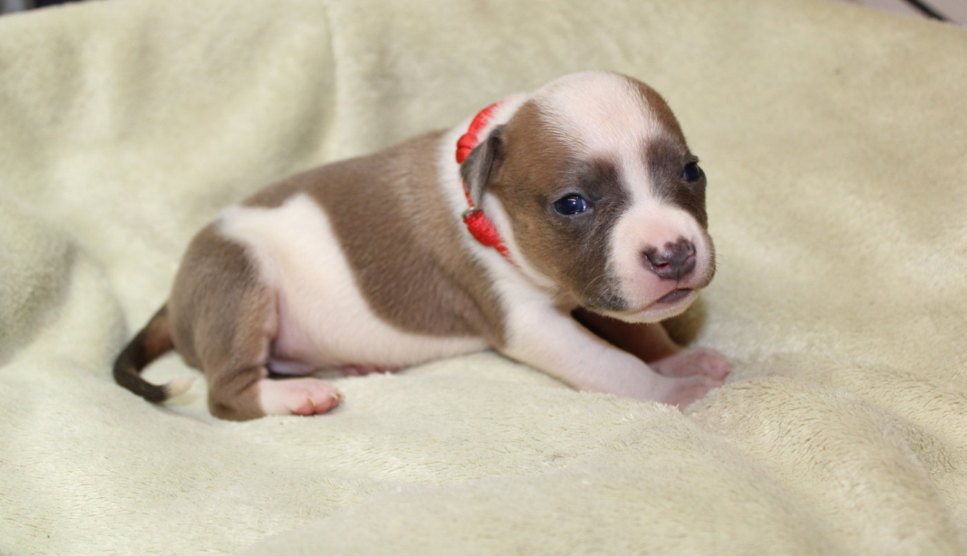 Psycho Extreme Dog - Chiots disponibles - American Staffordshire Terrier