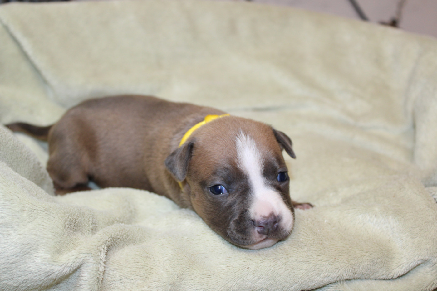 Psycho Extreme Dog - Chiots disponibles - American Staffordshire Terrier