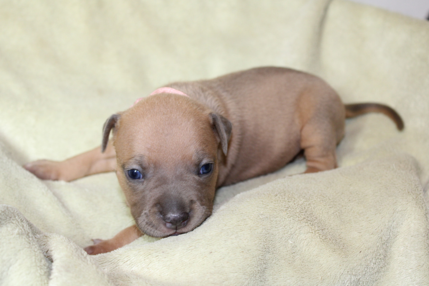 Psycho Extreme Dog - Chiots disponibles - American Staffordshire Terrier