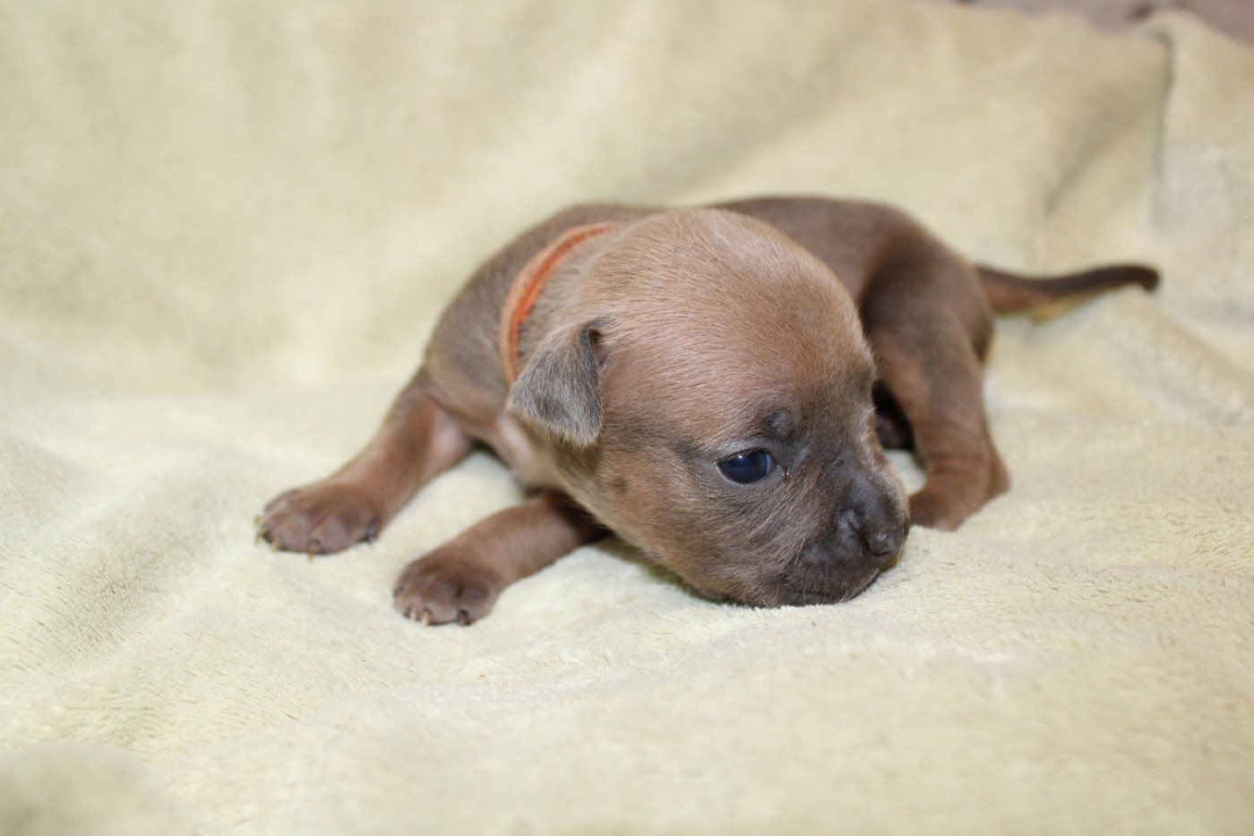 Psycho Extreme Dog - Chiots disponibles - American Staffordshire Terrier