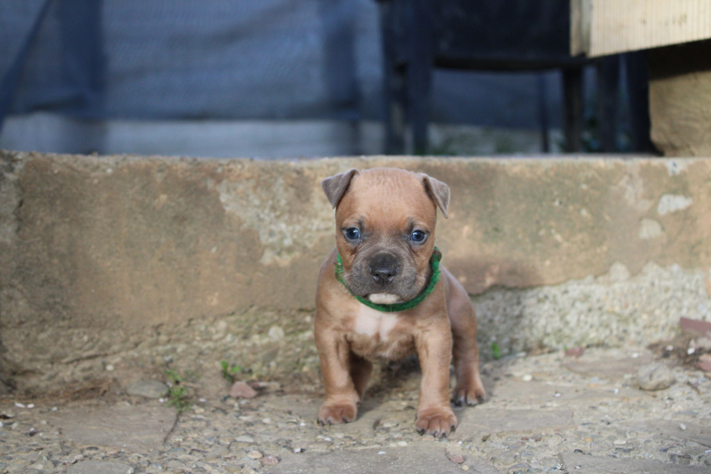 Psycho Extreme Dog - Chiots disponibles - American Staffordshire Terrier