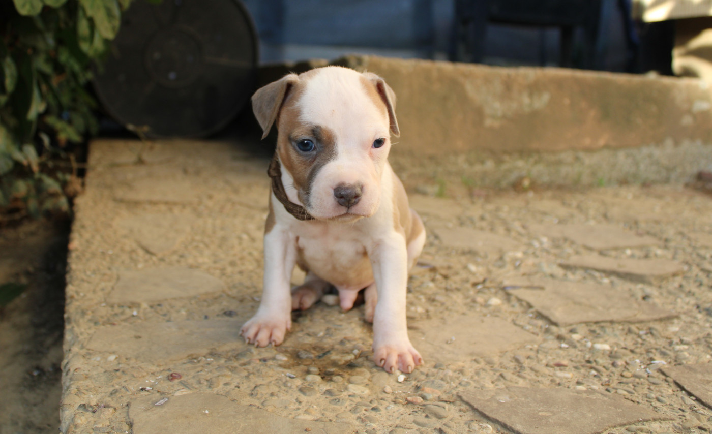 Psycho Extreme Dog - Chiots disponibles - American Staffordshire Terrier