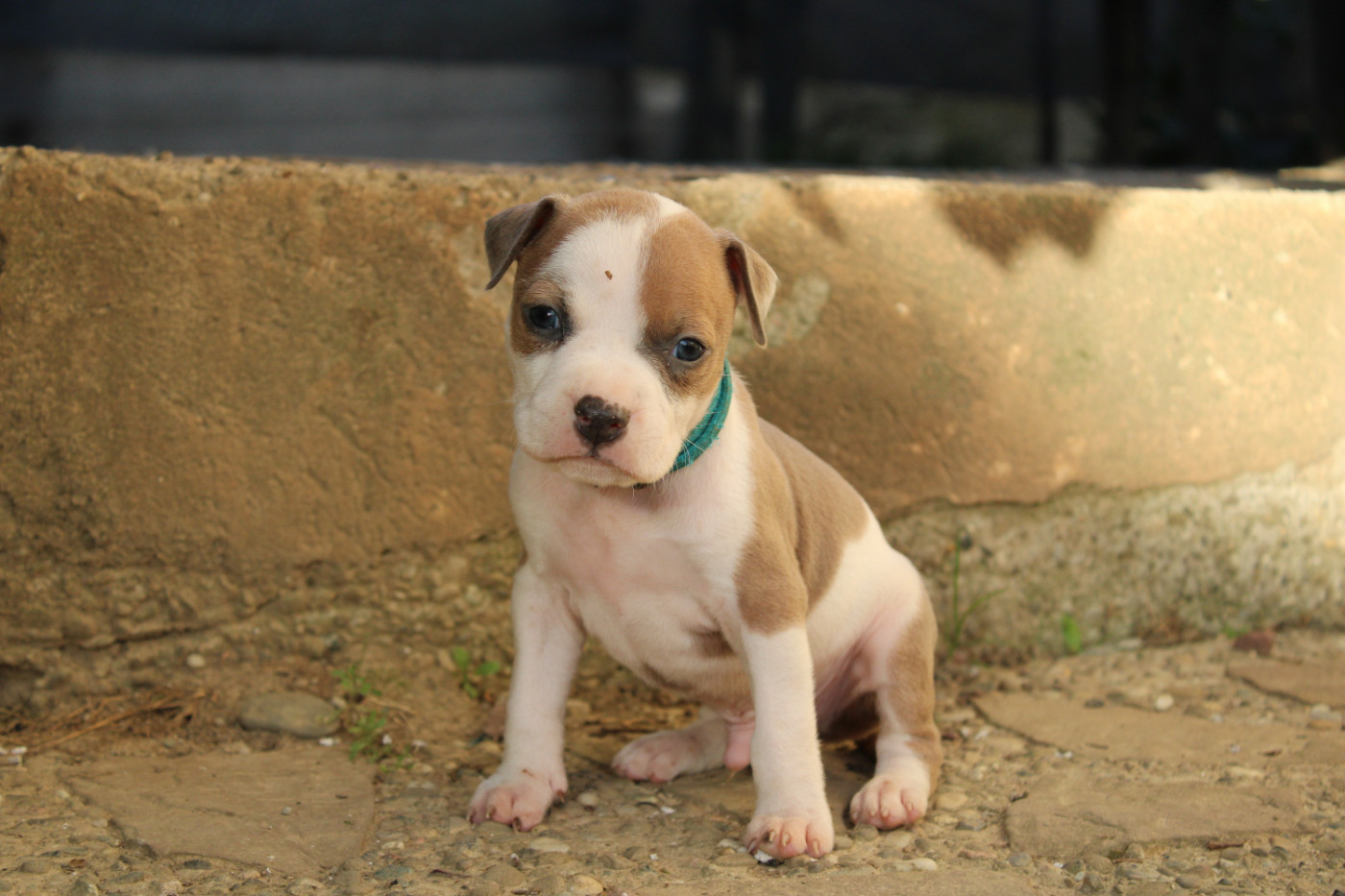 Psycho Extreme Dog - Chiots disponibles - American Staffordshire Terrier