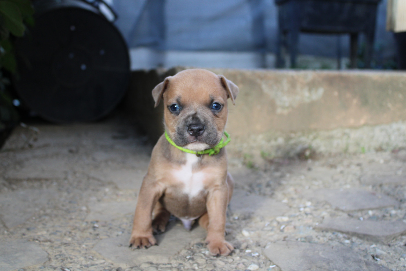 Psycho Extreme Dog - Chiots disponibles - American Staffordshire Terrier