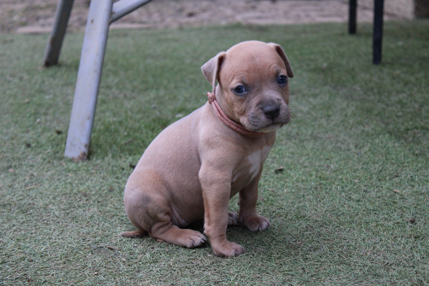 Psycho Extreme Dog - Chiots disponibles - American Staffordshire Terrier