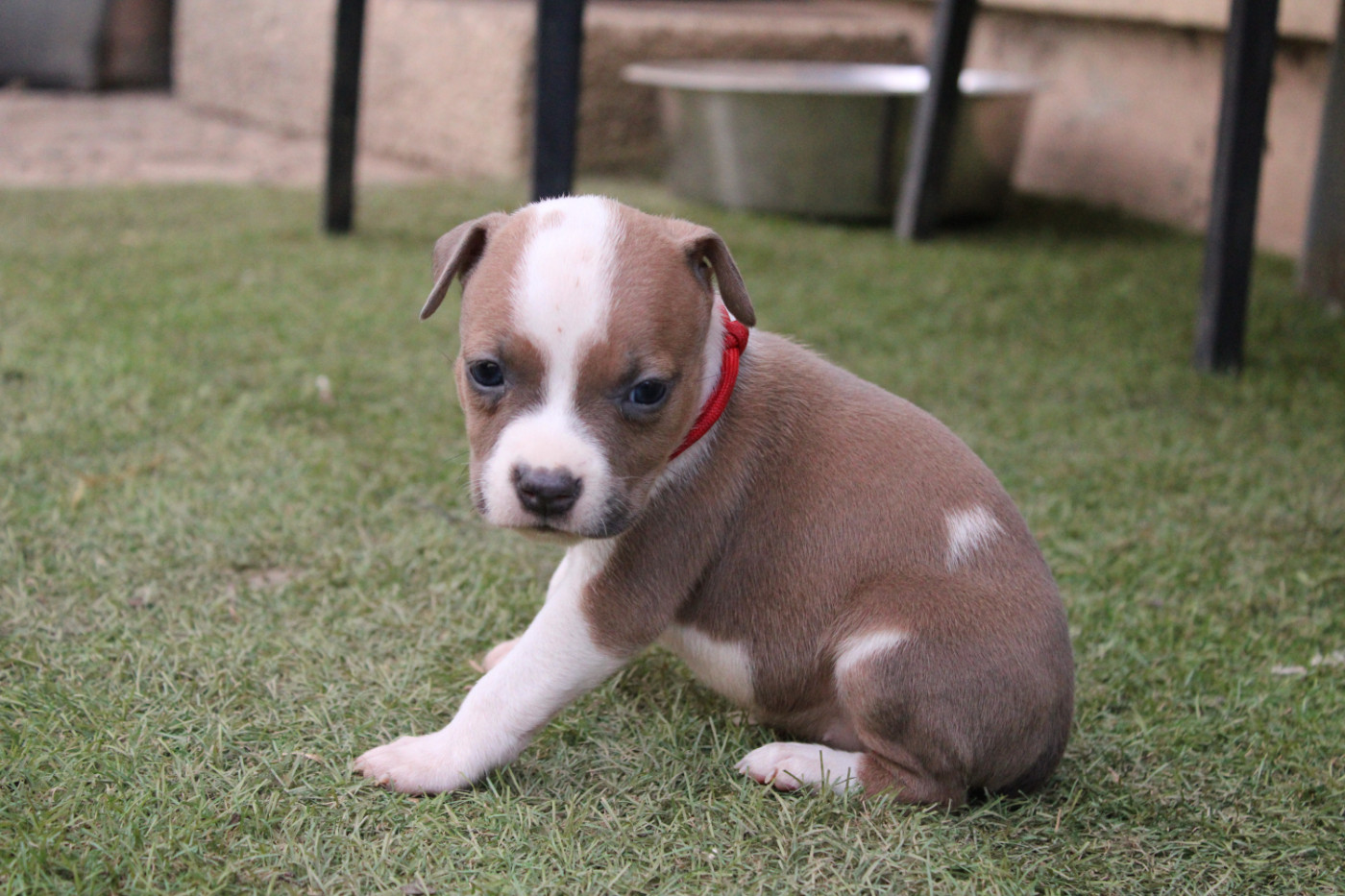 Psycho Extreme Dog - Chiots disponibles - American Staffordshire Terrier