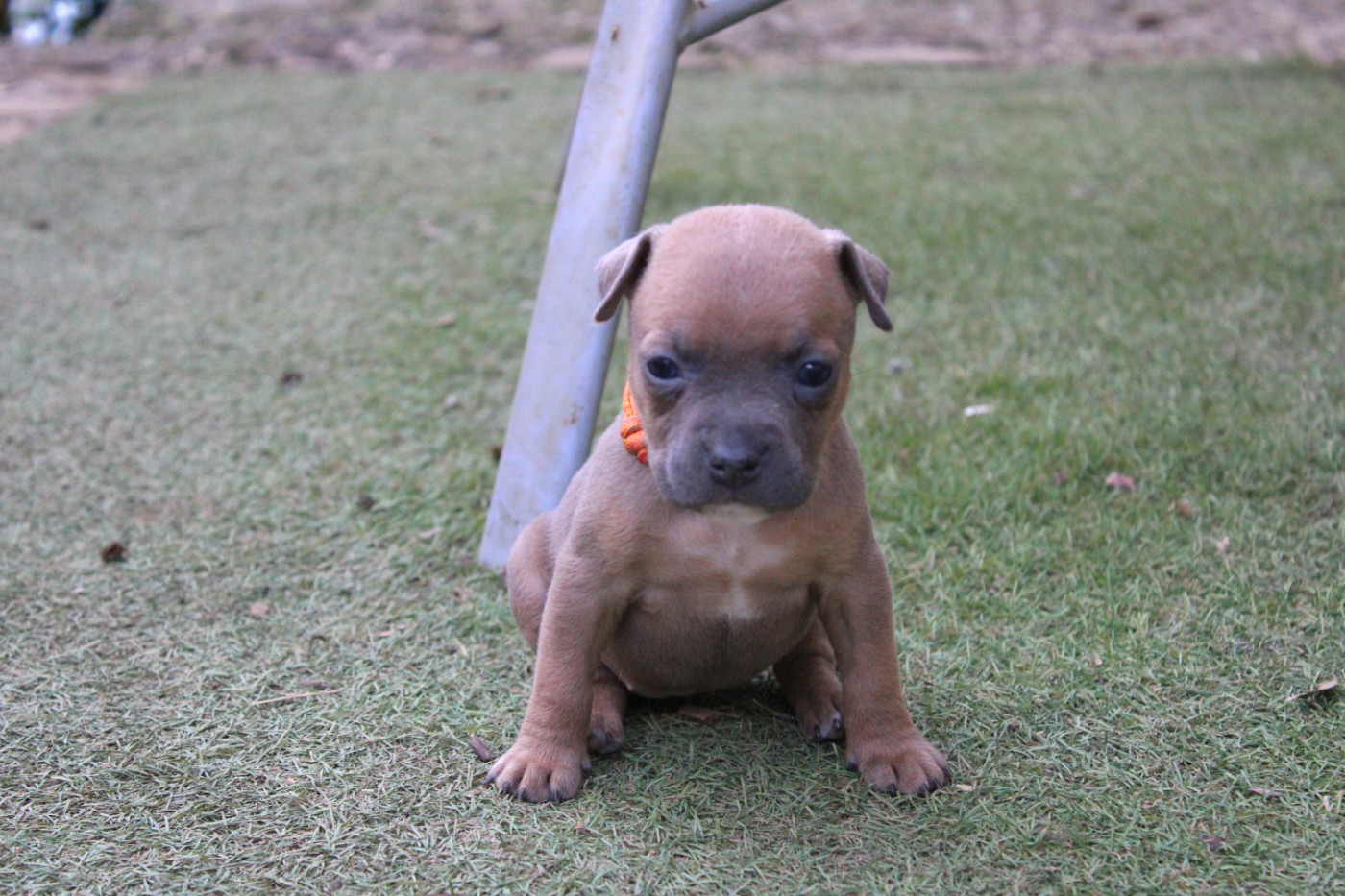 Psycho Extreme Dog - Chiots disponibles - American Staffordshire Terrier