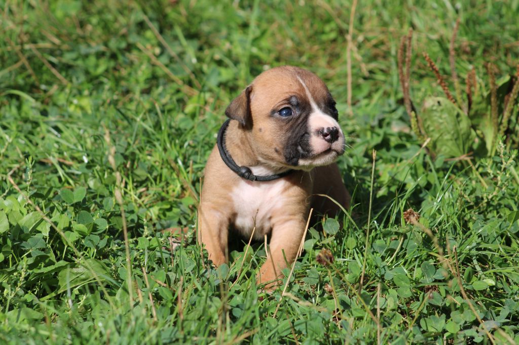 Psycho Extreme Dog - Chiots disponibles - American Staffordshire Terrier