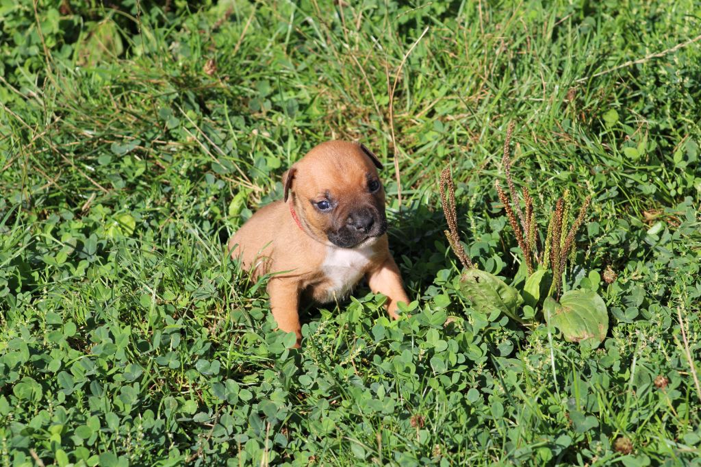 Psycho Extreme Dog - Chiots disponibles - American Staffordshire Terrier