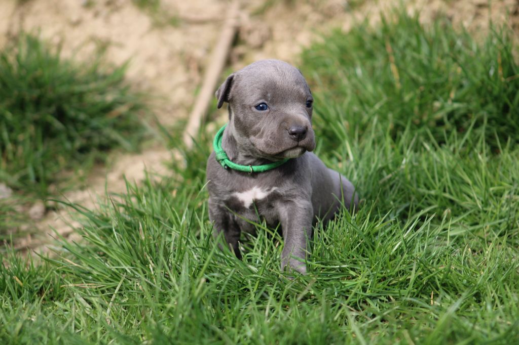 Psycho Extreme Dog - Chiots disponibles - American Staffordshire Terrier