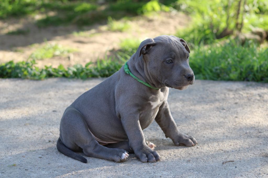 Psycho Extreme Dog - Chiots disponibles - American Staffordshire Terrier