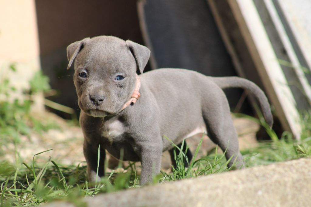 Psycho Extreme Dog - Chiots disponibles - American Staffordshire Terrier