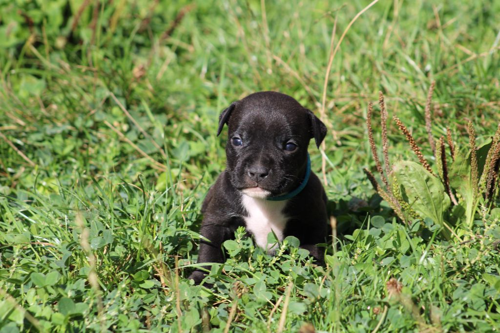 Psycho Extreme Dog - Chiots disponibles - American Staffordshire Terrier