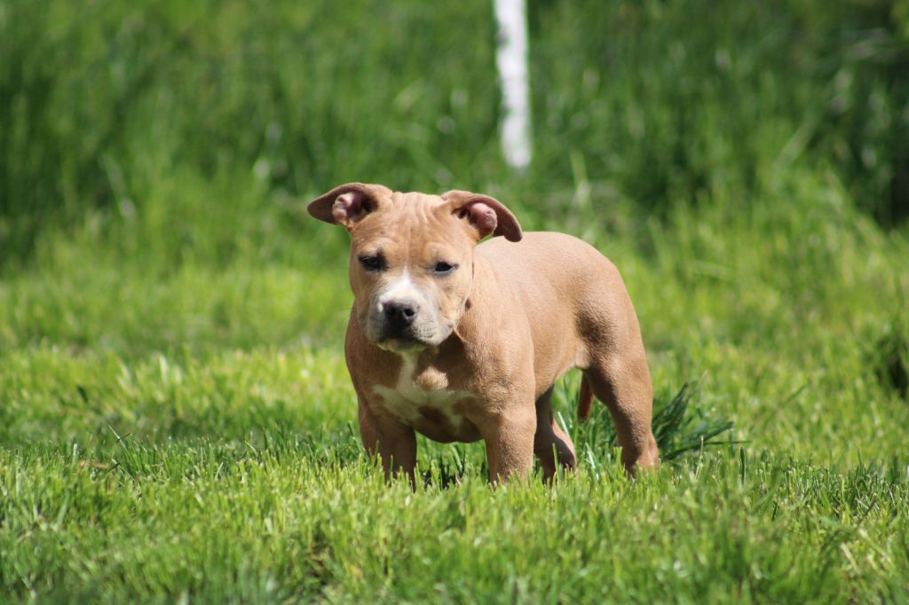 Psycho Extreme Dog - Chiots disponibles - American Staffordshire Terrier