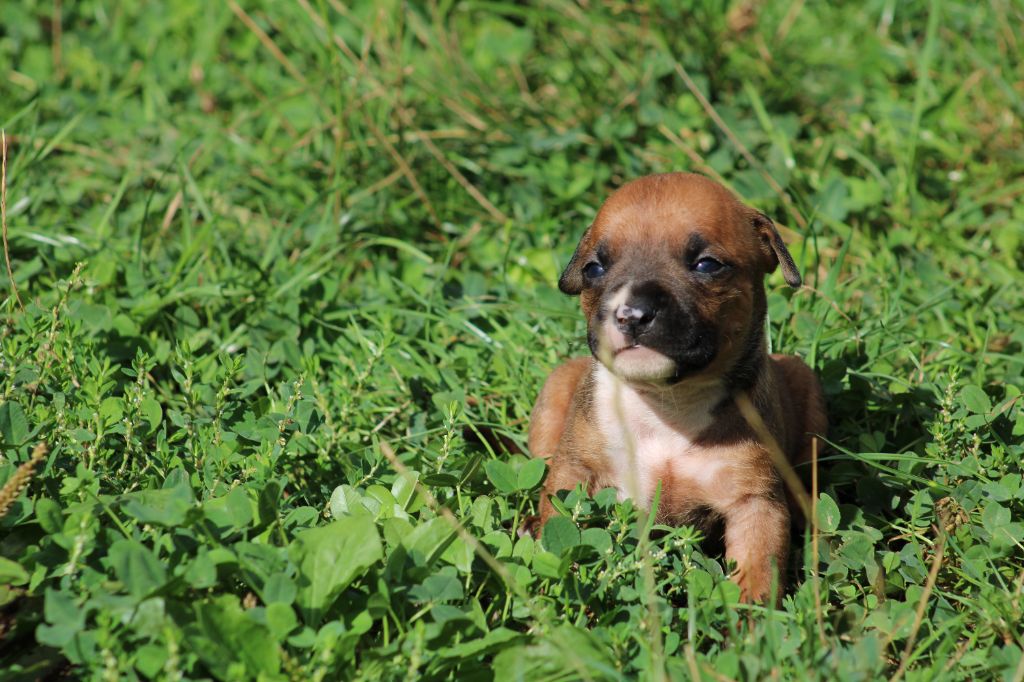 Psycho Extreme Dog - Chiots disponibles - American Staffordshire Terrier
