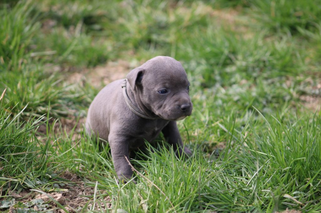 Psycho Extreme Dog - Chiots disponibles - American Staffordshire Terrier