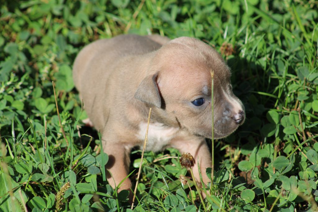 Psycho Extreme Dog - Chiots disponibles - American Staffordshire Terrier