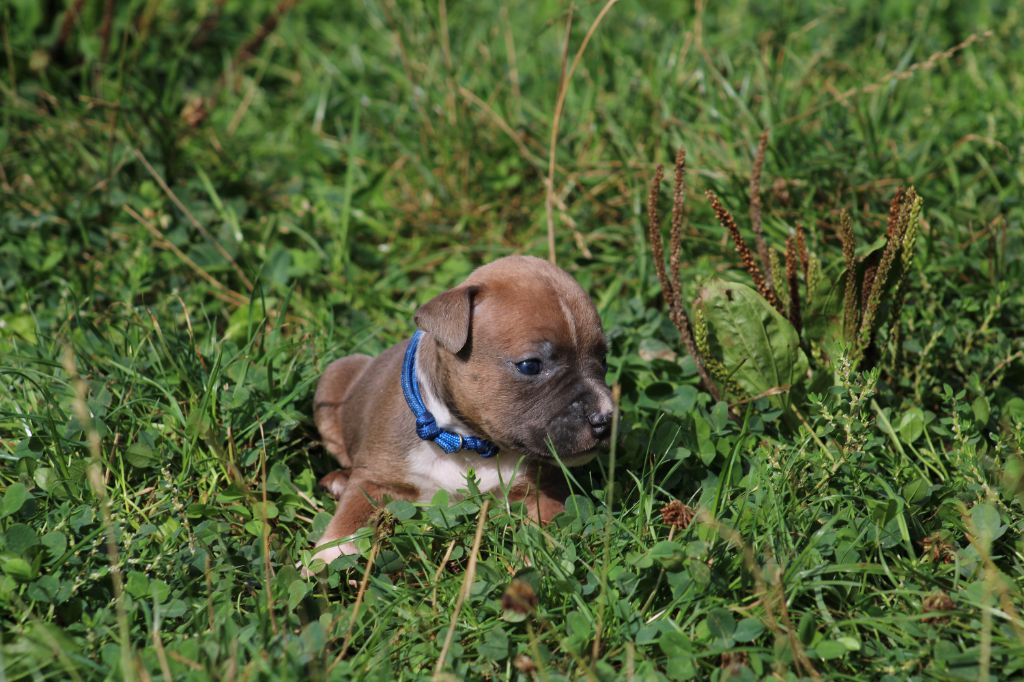 Psycho Extreme Dog - Chiots disponibles - American Staffordshire Terrier