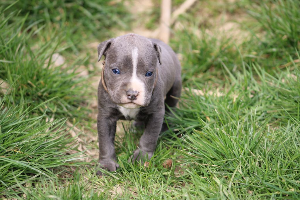 Psycho Extreme Dog - Chiots disponibles - American Staffordshire Terrier