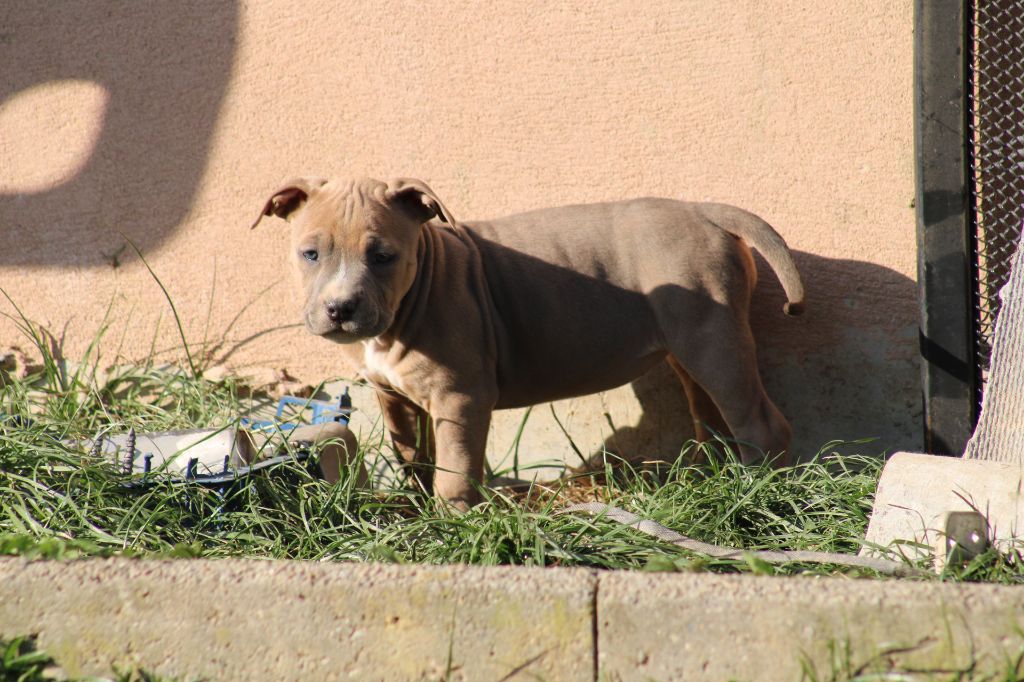 Psycho Extreme Dog - Chiots disponibles - American Staffordshire Terrier