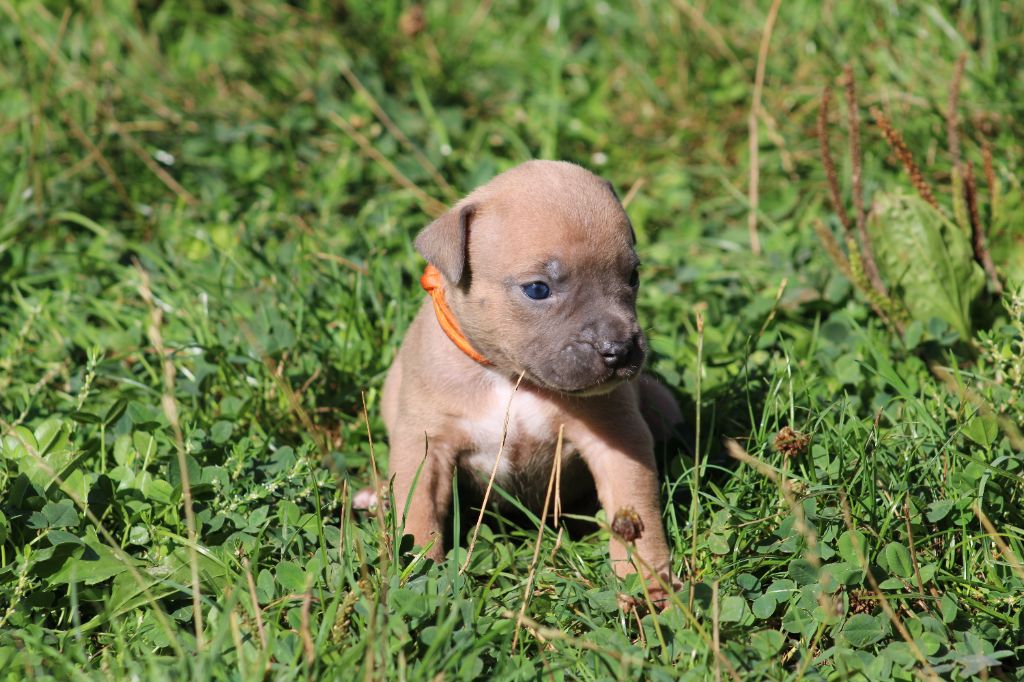 Psycho Extreme Dog - Chiots disponibles - American Staffordshire Terrier