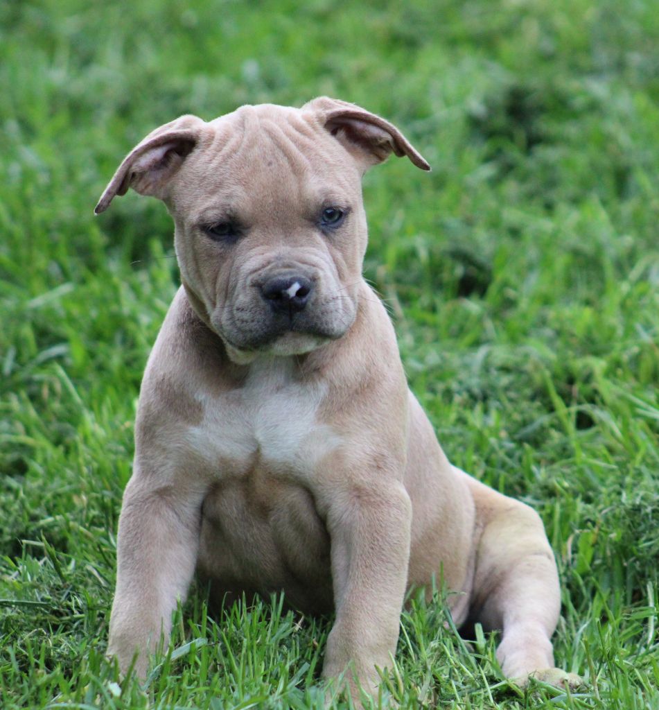 Psycho Extreme Dog - American Staffordshire Terrier - Portée née le 04/03/2022