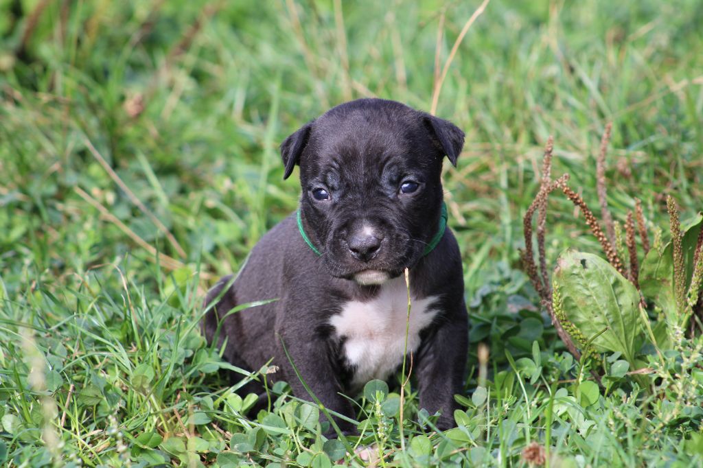 Psycho Extreme Dog - Chiots disponibles - American Staffordshire Terrier