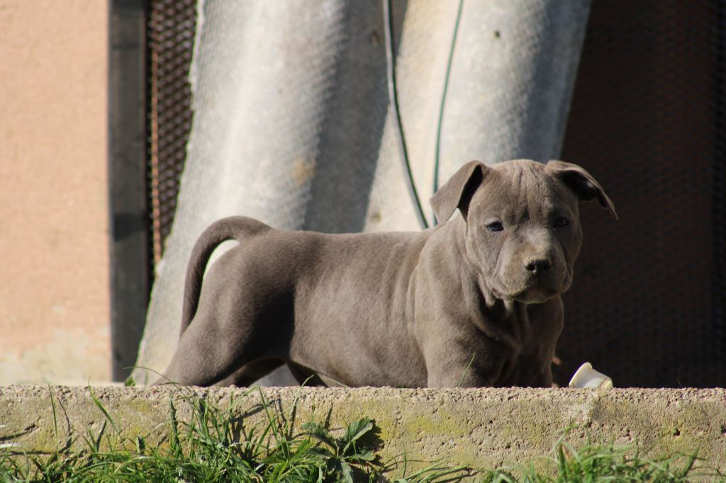 Psycho Extreme Dog - American Staffordshire Terrier - Portée née le 12/02/2025